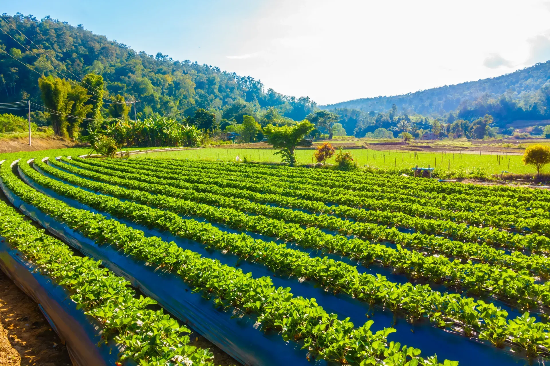 Agriculture Field Audit App preview